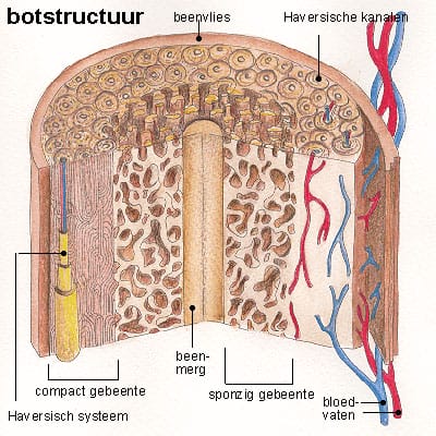 botstructuur botstructuur