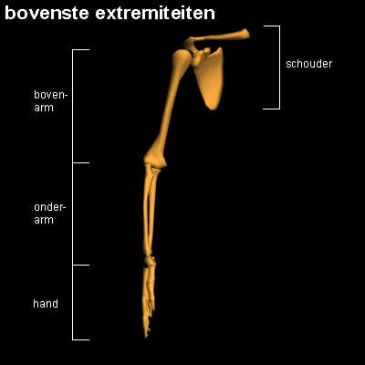 bovenste extremiteiten