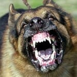 Wat te doen bij dierenbeten