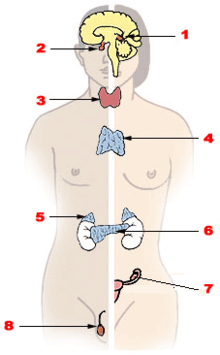 endocrien systeem