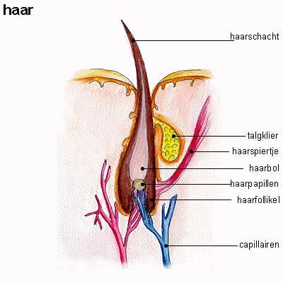haar haar
