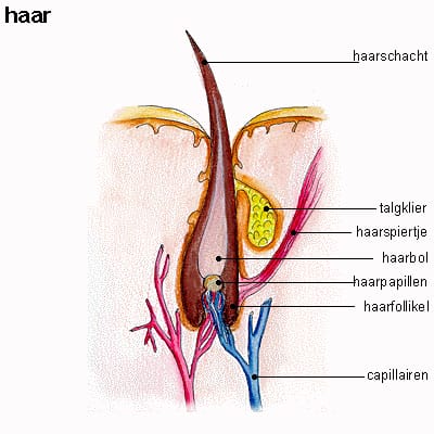 haar