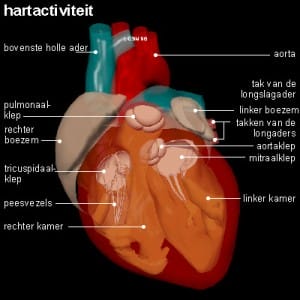 hartactiviteit hartactiviteit