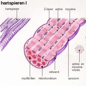 hartspieren