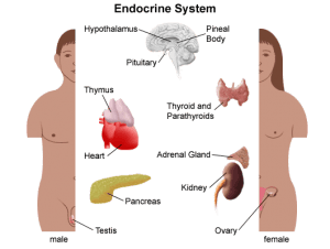 hormonale systeem
