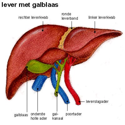 lever met galblaas lever met galblaas