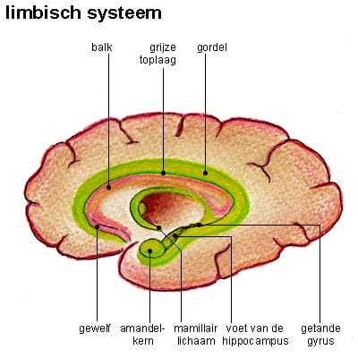 limbisch systeem limbisch systeem