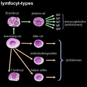lymfocyt lymfocyt