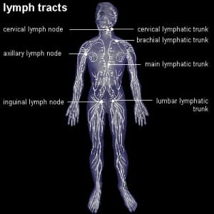 lymph