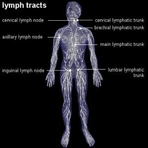 lymph lymph