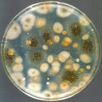 micro organismen