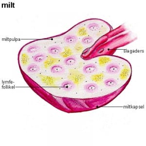 milt milt