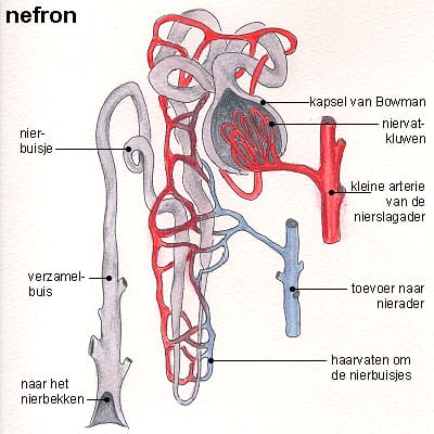 nefron