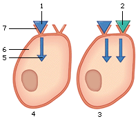 receptor