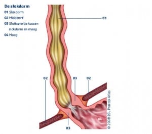 röntgenonderzoek slokdarm