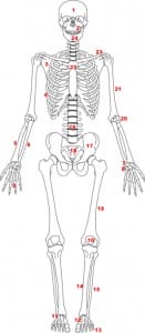 skeletstelsel