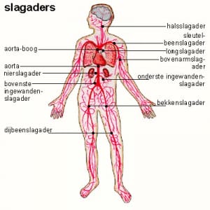 slagaders slagaders