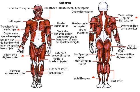 spierstelsel spierstelsel