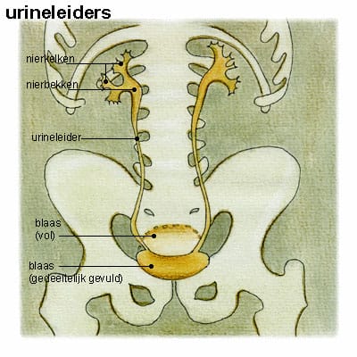 urineleider