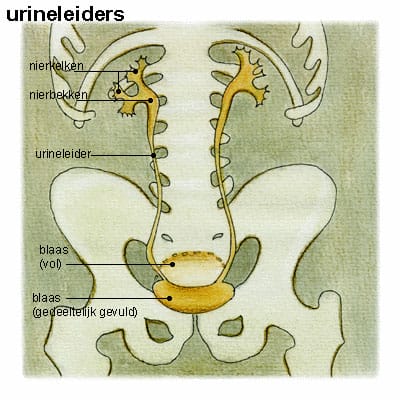 urineleider urineleider