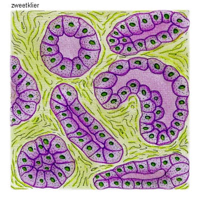 zweetklier zweetklier