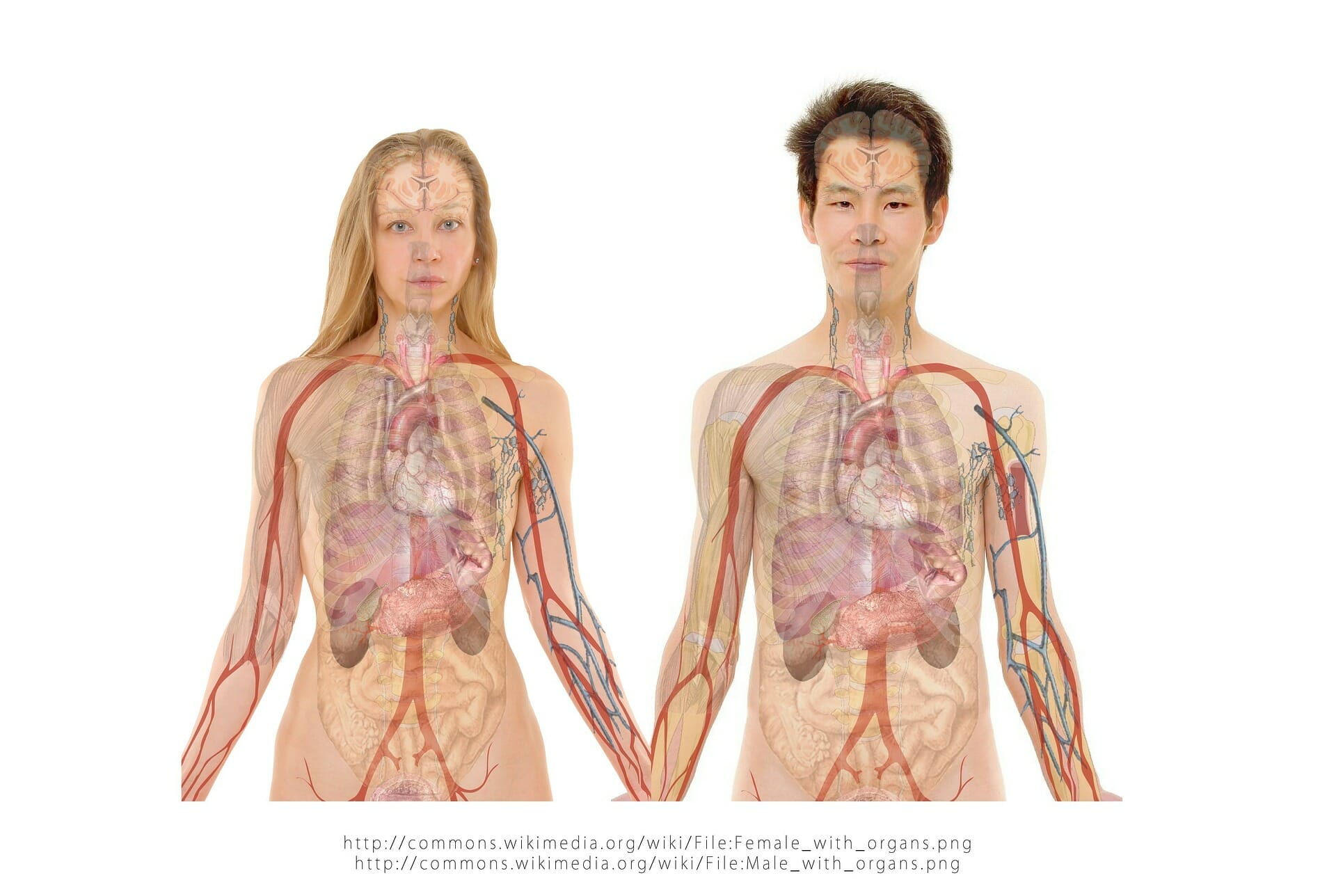 Gezamenlijke selectie boeren Bijna De anatomie van het menselijk lichaam: systemen, organen en hersenen