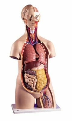 Gezamenlijke selectie boeren Bijna De anatomie van het menselijk lichaam: systemen, organen en hersenen