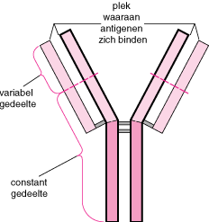 Antilichamen