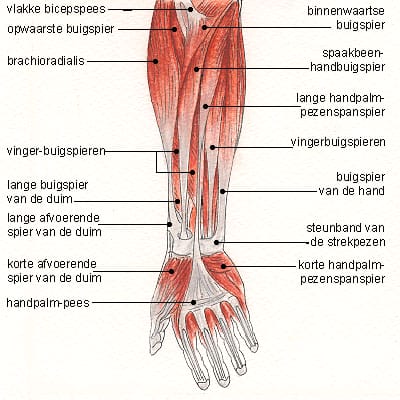 Armmusculatur onder Armmusculatur onder