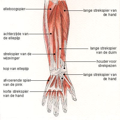 Armmusculatuur boven Armmusculatuur boven