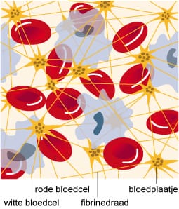 Bloedplasma Bloedplasma