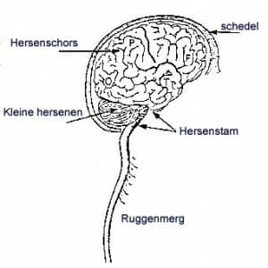 Centraal Zenuwstelsel | Hersenen | Menselijk Lichaam