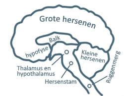 Grote hersenen