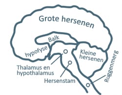 Grote hersenen Grote hersenen