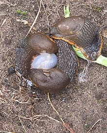 Hermafrodiet Hermafrodiet