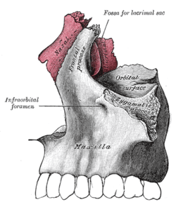 Infraorbitaal foramen