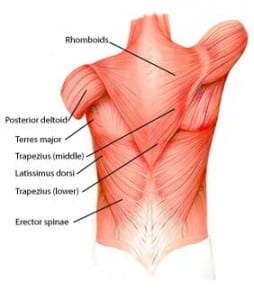 Intertransversale spieren
