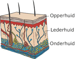 Lederhuid Lederhuid