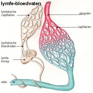 Lymfevaten Lymfevaten
