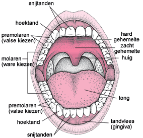 Mondspeeksel klieren Mondspeeksel klieren