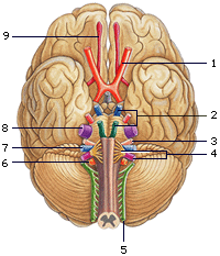 Nervus trigeminus