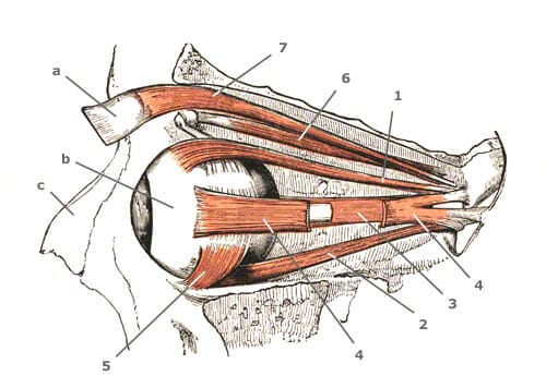 Rectus medialis | Het oog | Menselijk Lichaam