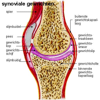 Synoviale Gewrichten Synoviale Gewrichten