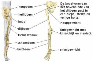 anatomie van de benen