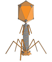 bacteriofagen