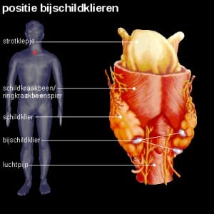 bijschildklier bijschildklier