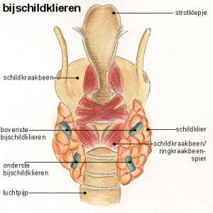 bijschildklieren bijschildklieren