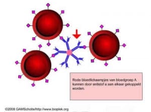 Buitenboordmotor beweeglijkheid koffer Bloedgroep A positief | Bloed / afweersysteem | Menselijk Lichaam
