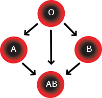 Buitenboordmotor beweeglijkheid koffer Bloedgroep A positief | Bloed / afweersysteem | Menselijk Lichaam