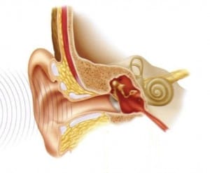 gehoorbeentjes
